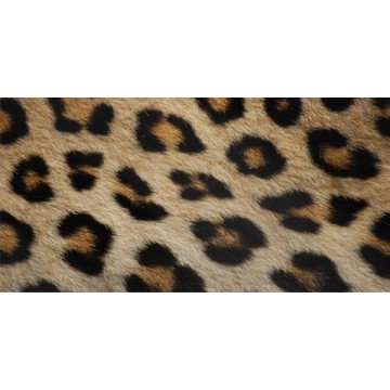 Leopard Print Photo License Plate 